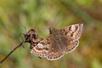 Dingy Skipper